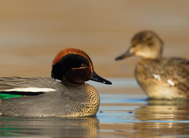 oiseaux eau