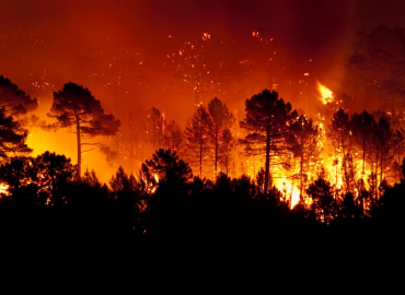 feu de foret