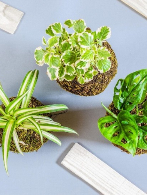 kokedama