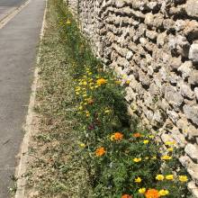 Prairie fleurie
