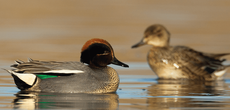 oiseaux eau