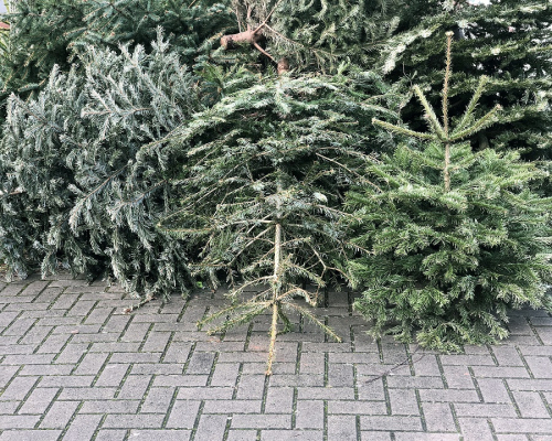 sapin collecte