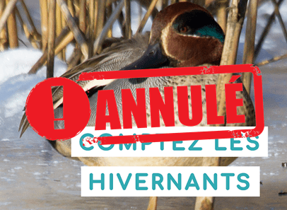 oiseaux nicheurs annulé