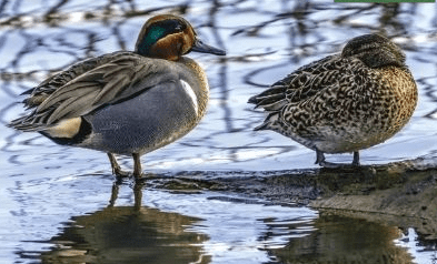 oiseaux hivernants