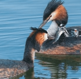 oiseaux sédentaires
