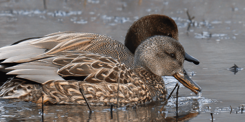 oiseaux hivernants